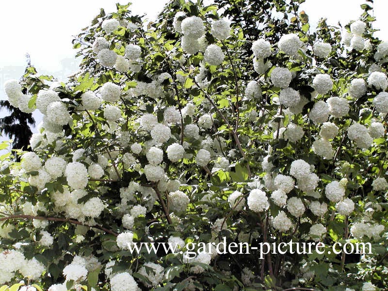 Viburnum opulus 'Roseum'