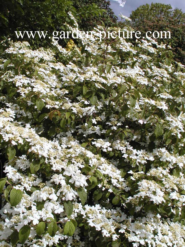 Viburnum plicatum 'Watanabe'