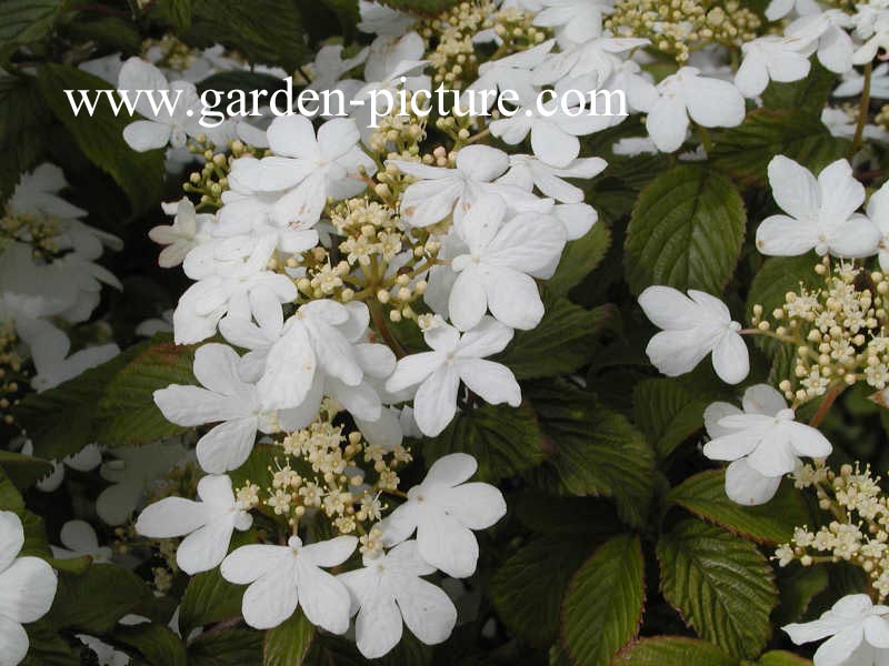 Viburnum plicatum 'Watanabe'