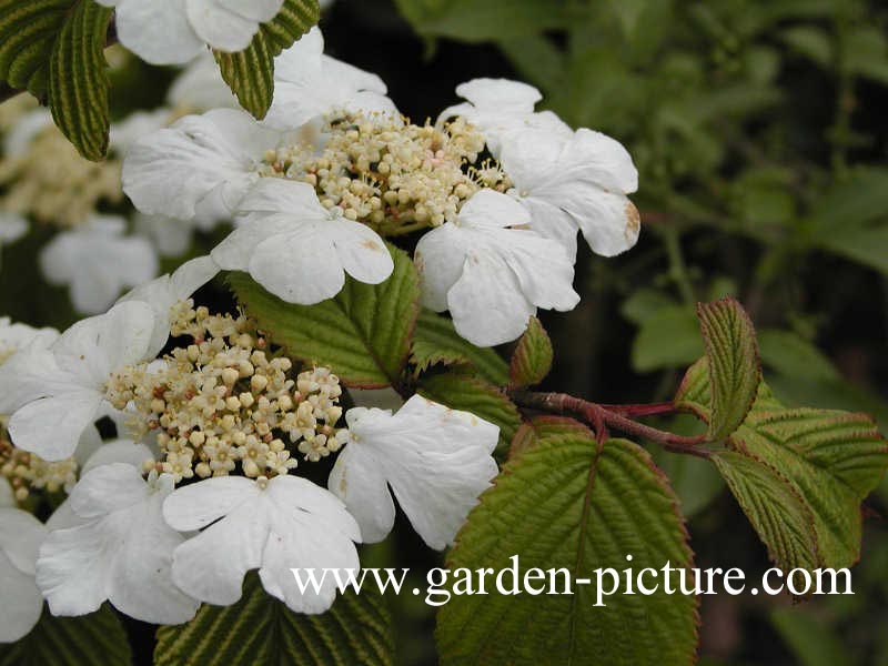 Viburnum plicatum