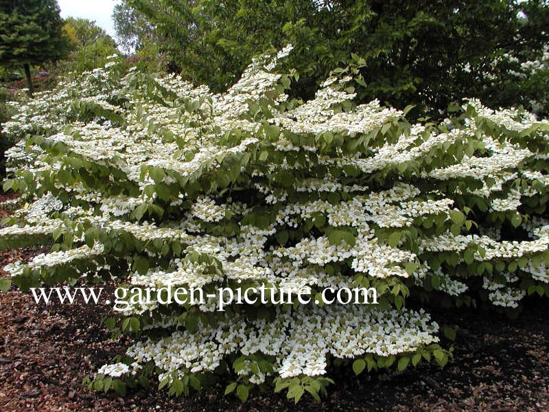 Viburnum plicatum 'Cascade'