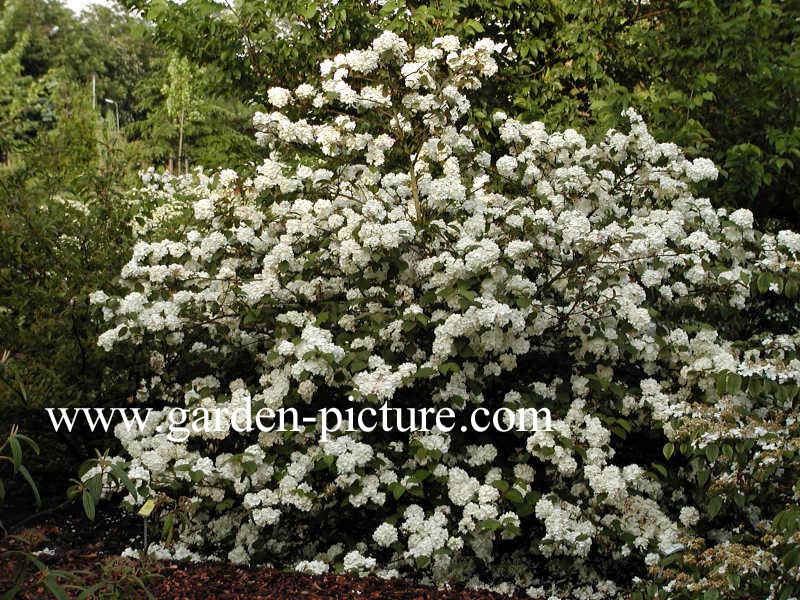 Viburnum plicatum 'Grandiflorum'