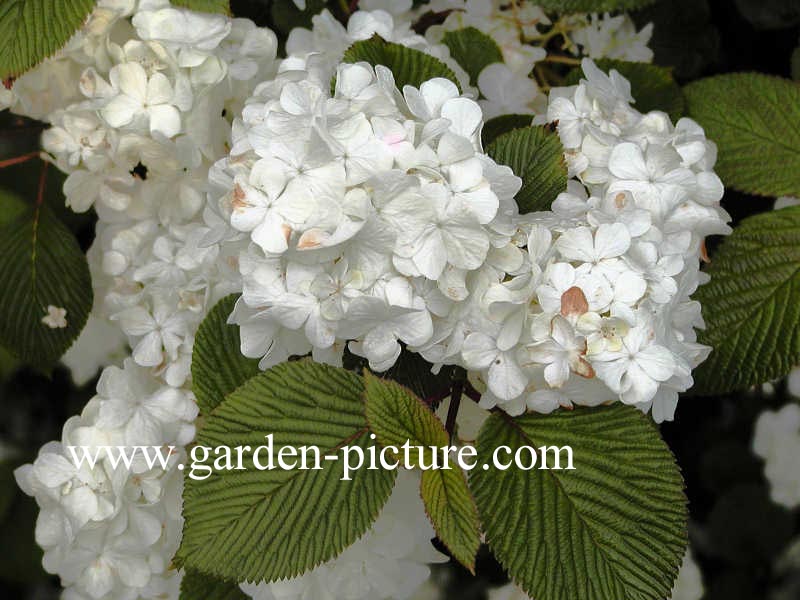 Viburnum plicatum 'Grandiflorum'