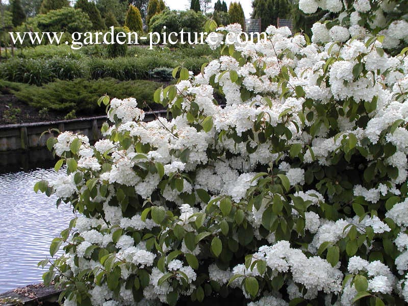 Viburnum plicatum 'Newport'