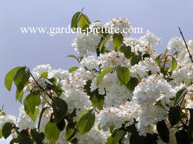 Viburnum plicatum 'Newport'