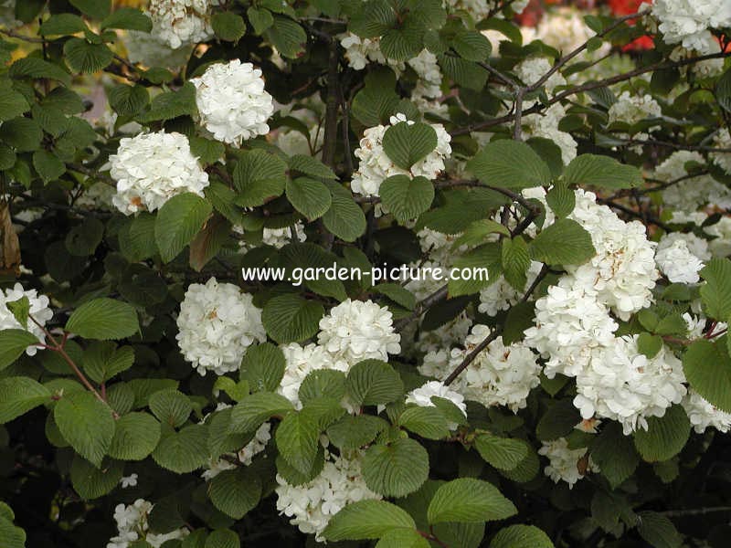 Viburnum plicatum 'Grandiflorum'