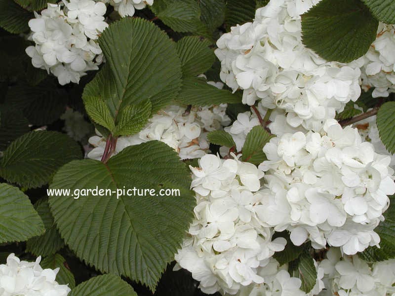 Viburnum plicatum 'Grandiflorum'