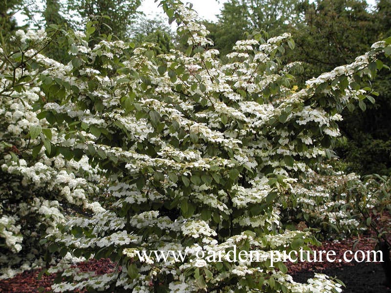 Viburnum plicatum 'Rowallane'