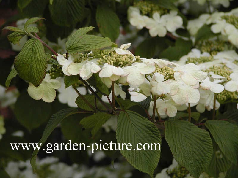 Viburnum plicatum 'Rowallane'