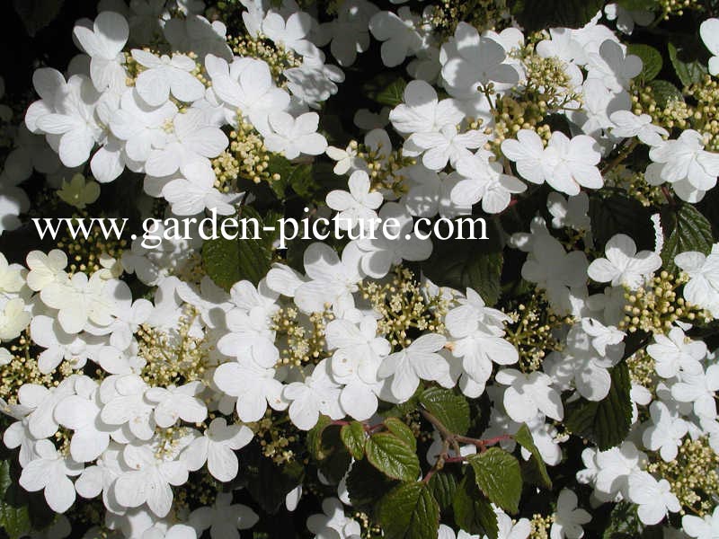 Viburnum plicatum 'Summer Snowflake'