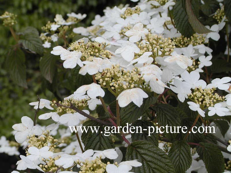 Viburnum plicatum 'Summer Snowflake'