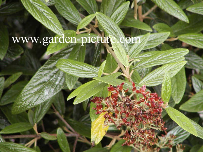 Viburnum 'Pragense'