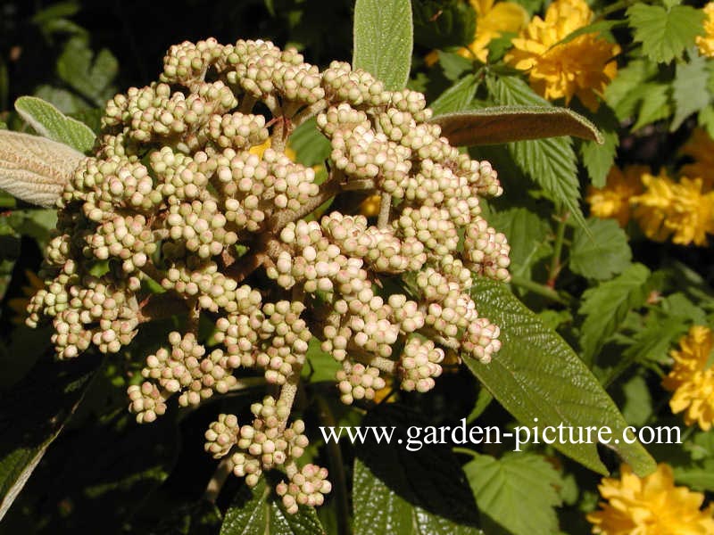 Viburnum rhytidophyllum