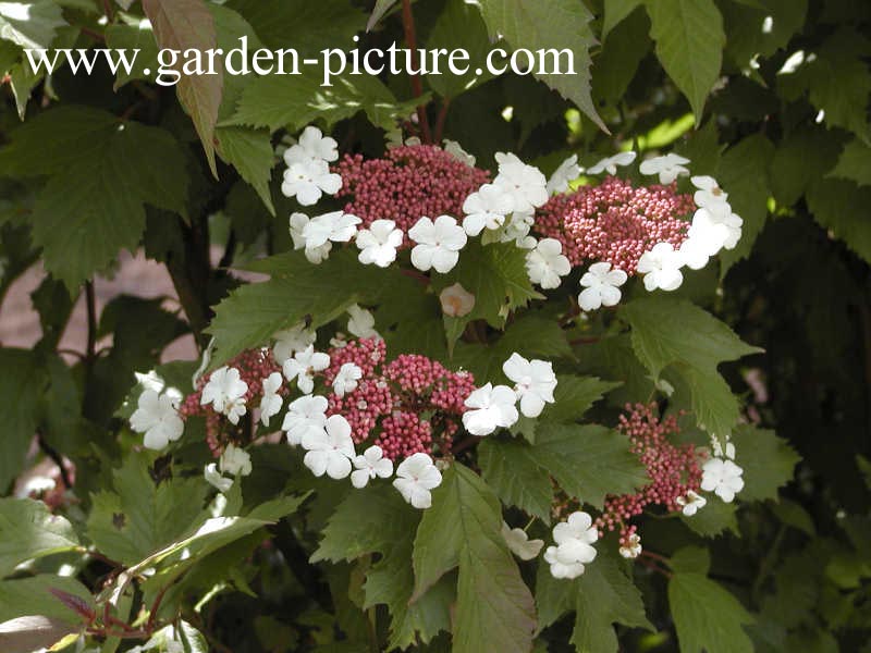 Viburnum sargentii 'Onondaga'