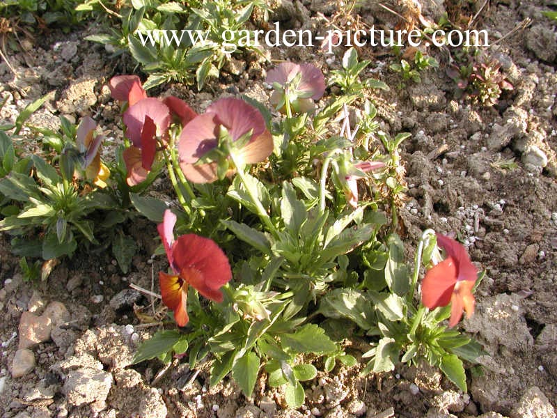 Viola 'Irish Molly'