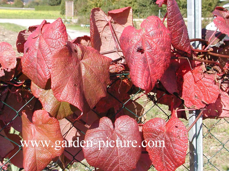 Vitis coignetiae