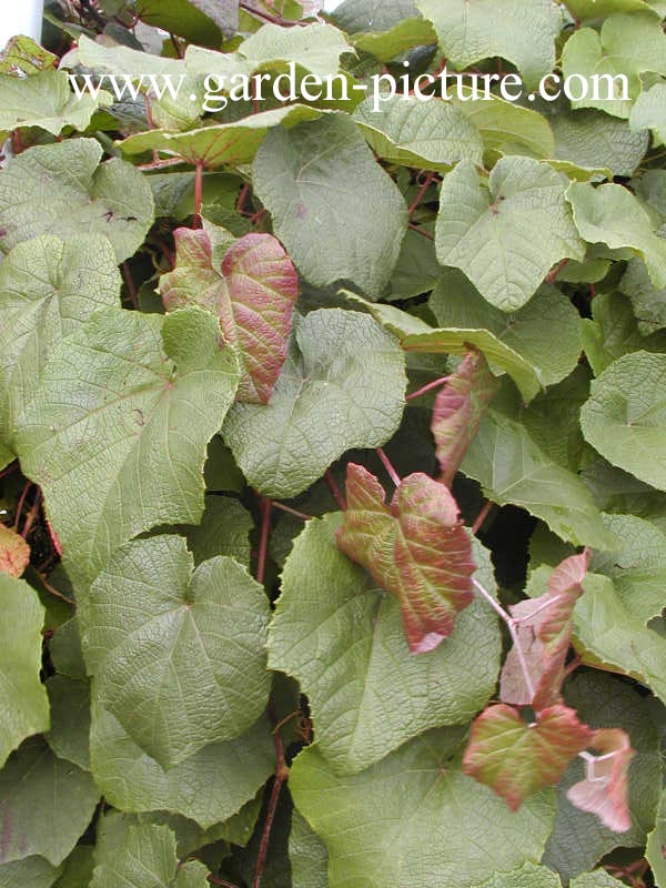 Vitis coignetiae