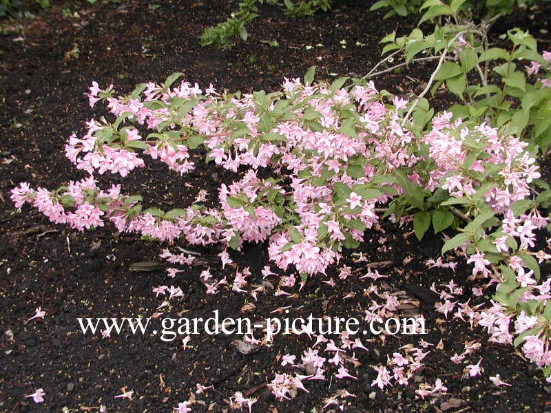 Weigela 'Feerie'