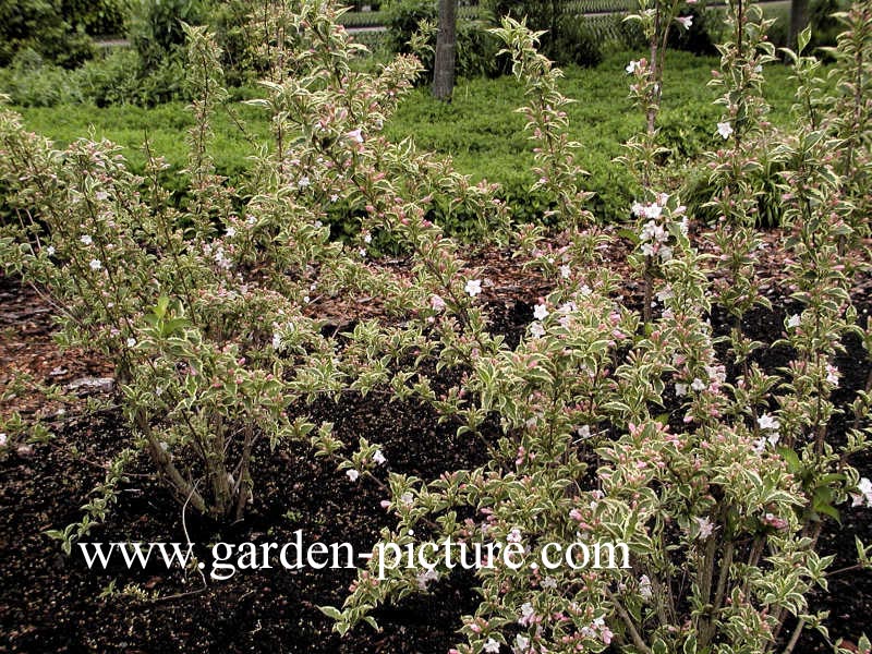 Weigela 'Nana Variegata'