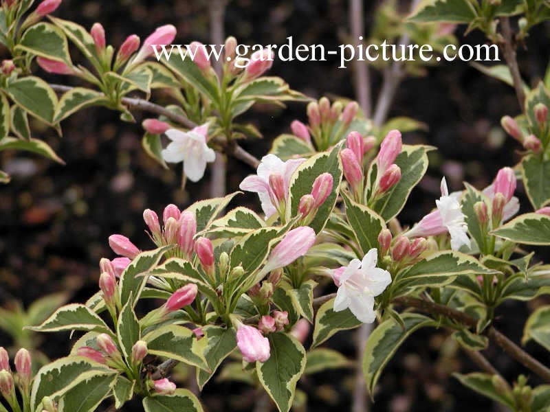 Weigela 'Nana Variegata'