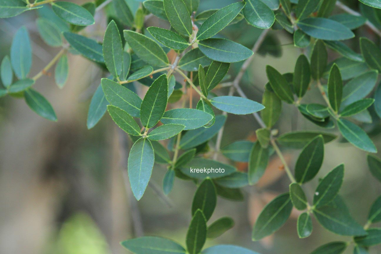 Phillyrea angustifolia