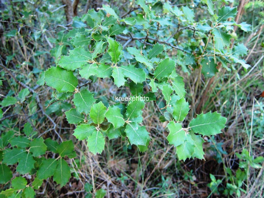 Quercus ilex