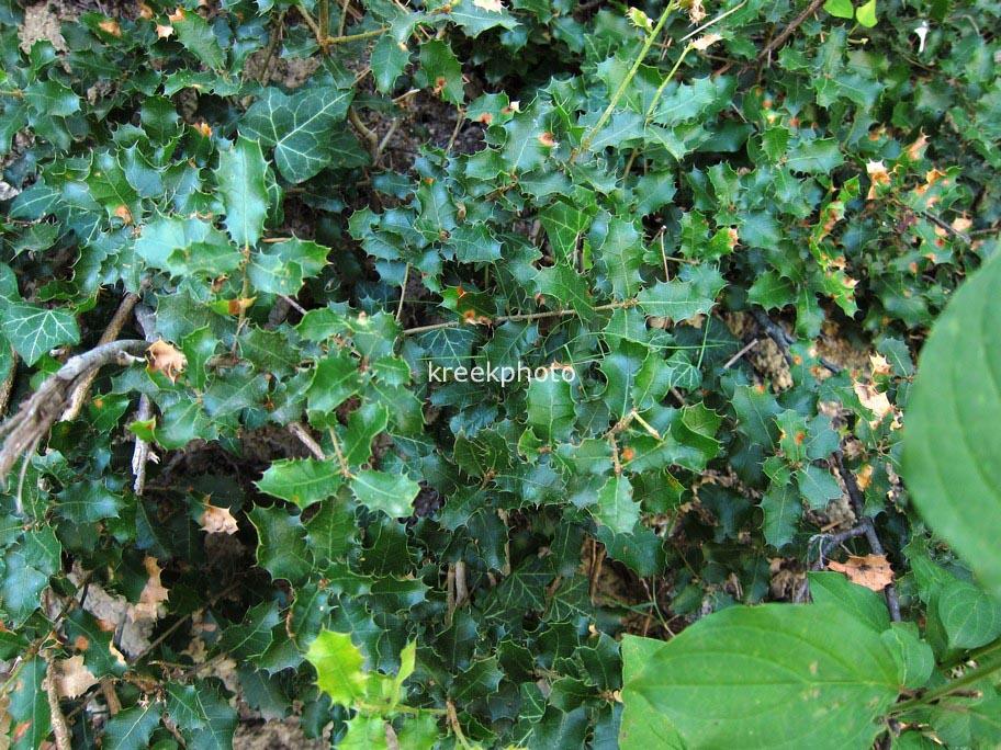 Quercus ilex