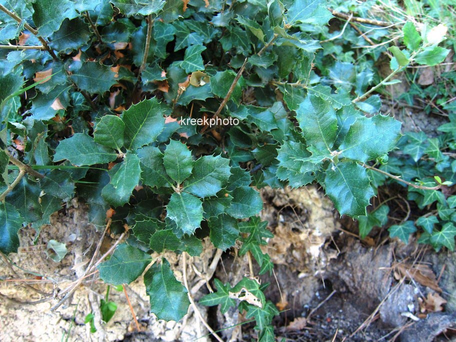 Quercus ilex