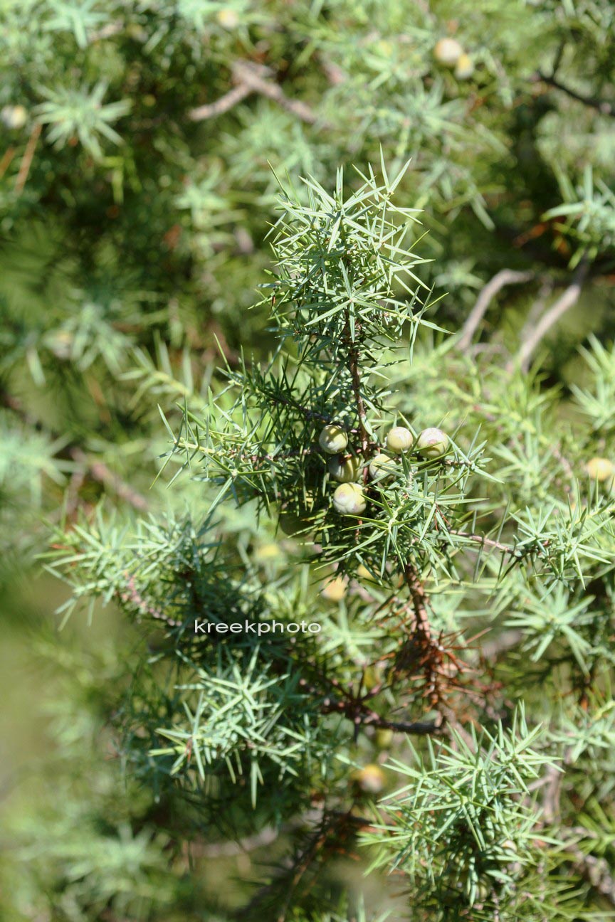 Cupressus sempervirens