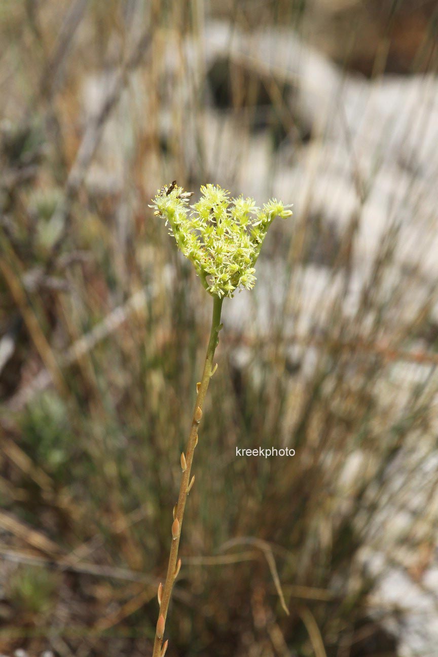 Sedum album