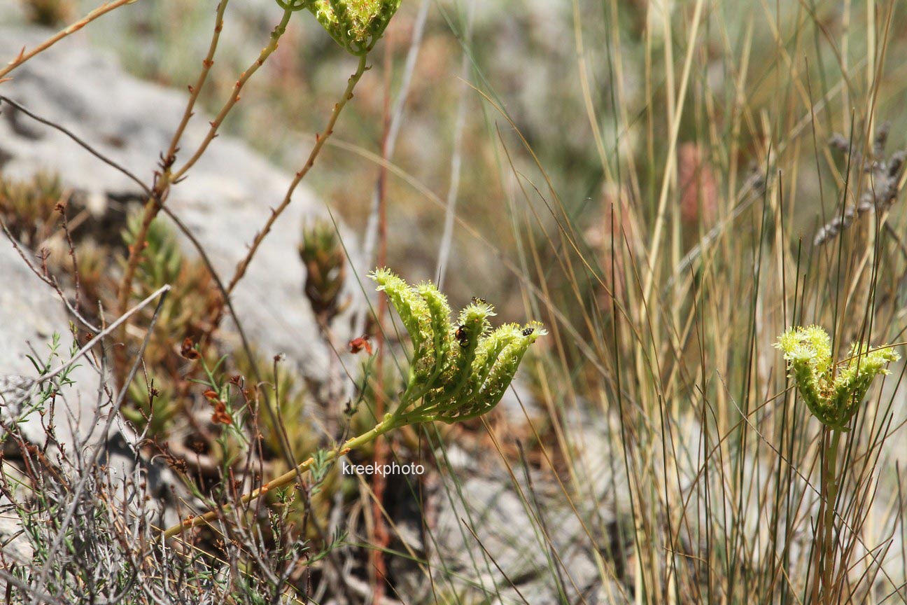 Sedum album