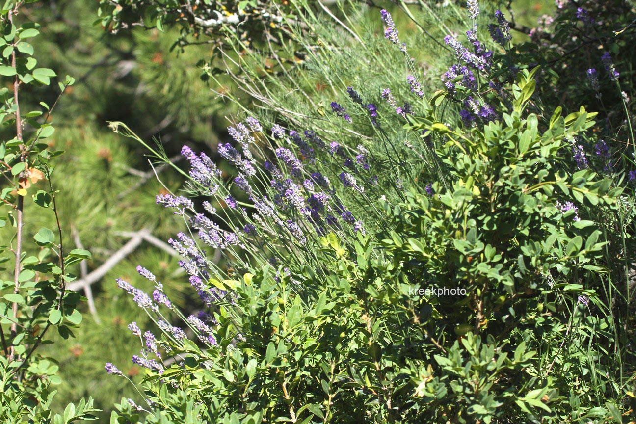 Lavandula angustifolia