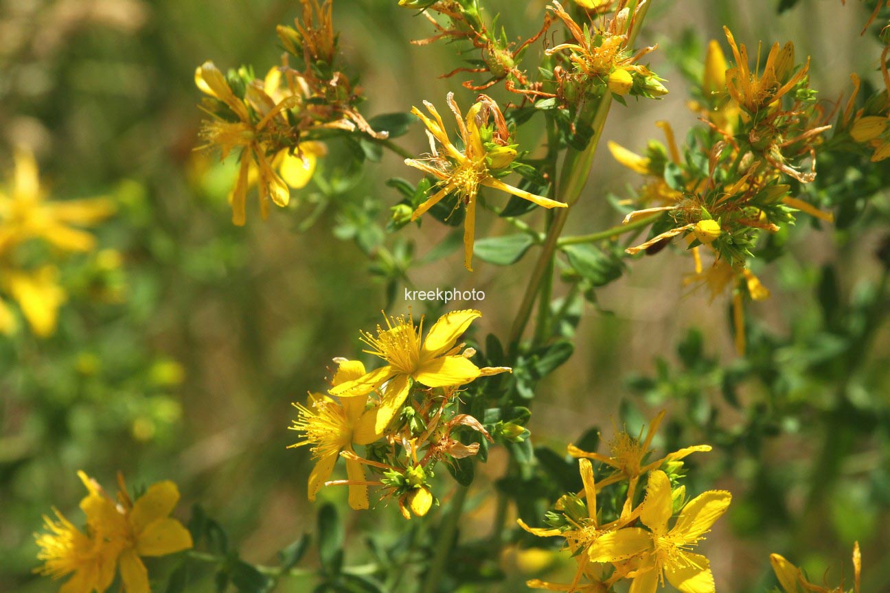 Hypericum perforatum