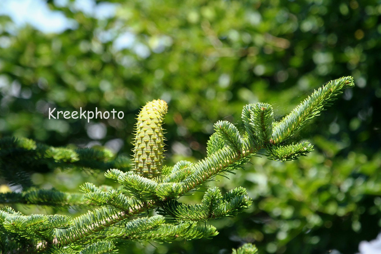 Abies alba