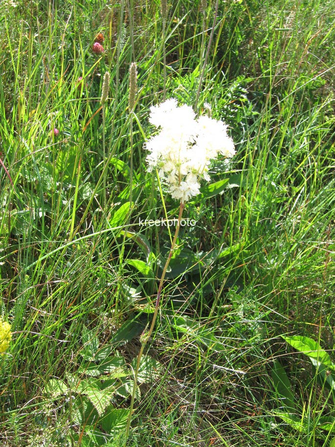 Filipendula ulmaria