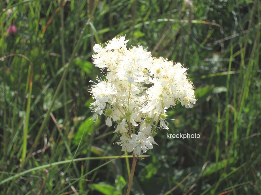 Filipendula ulmaria