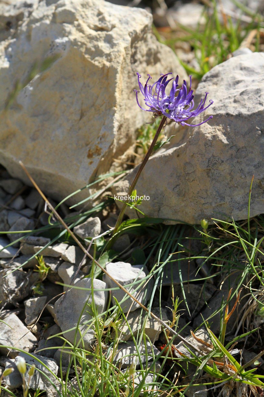 Centaurea montana