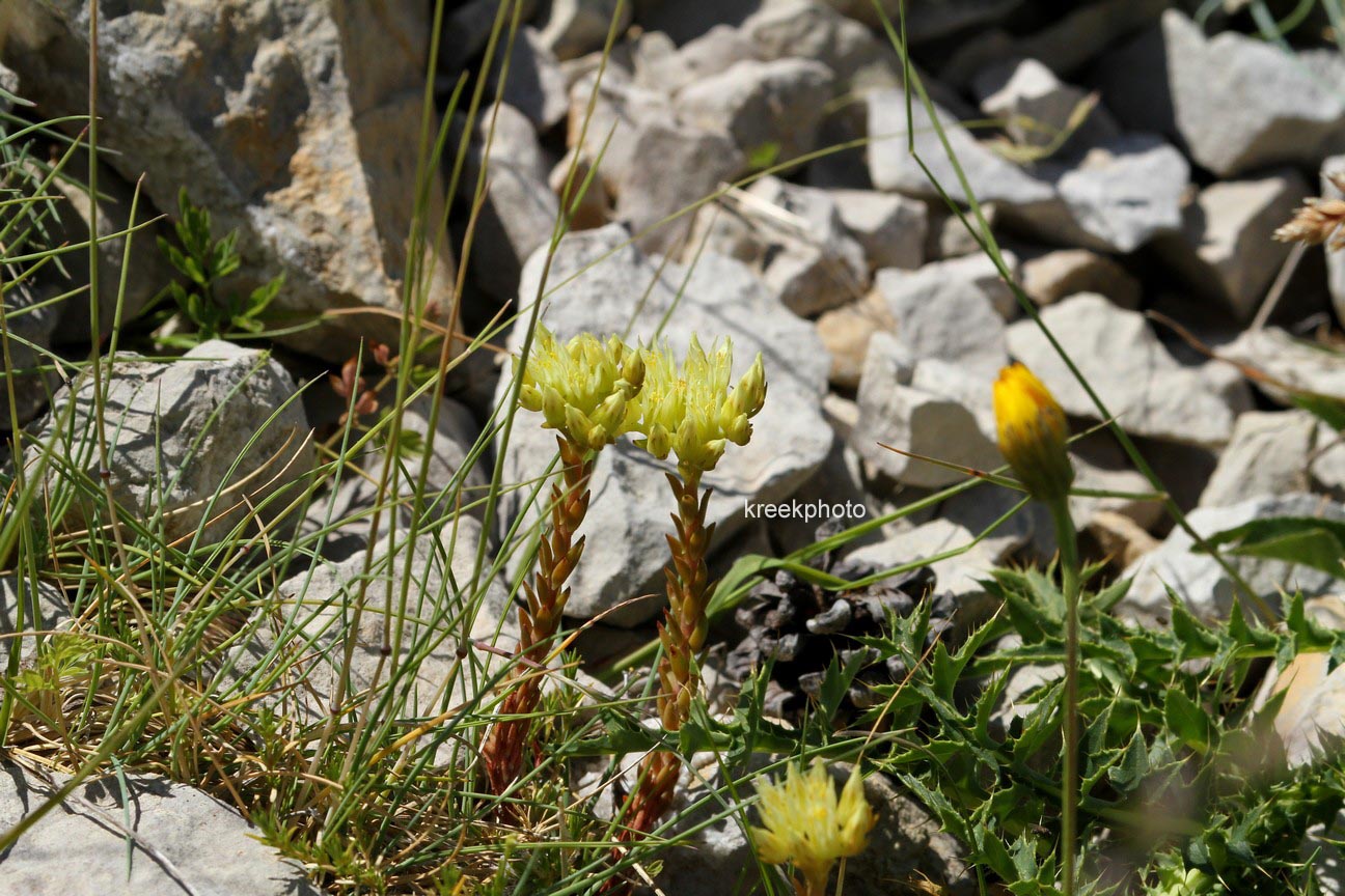 Sedum acre