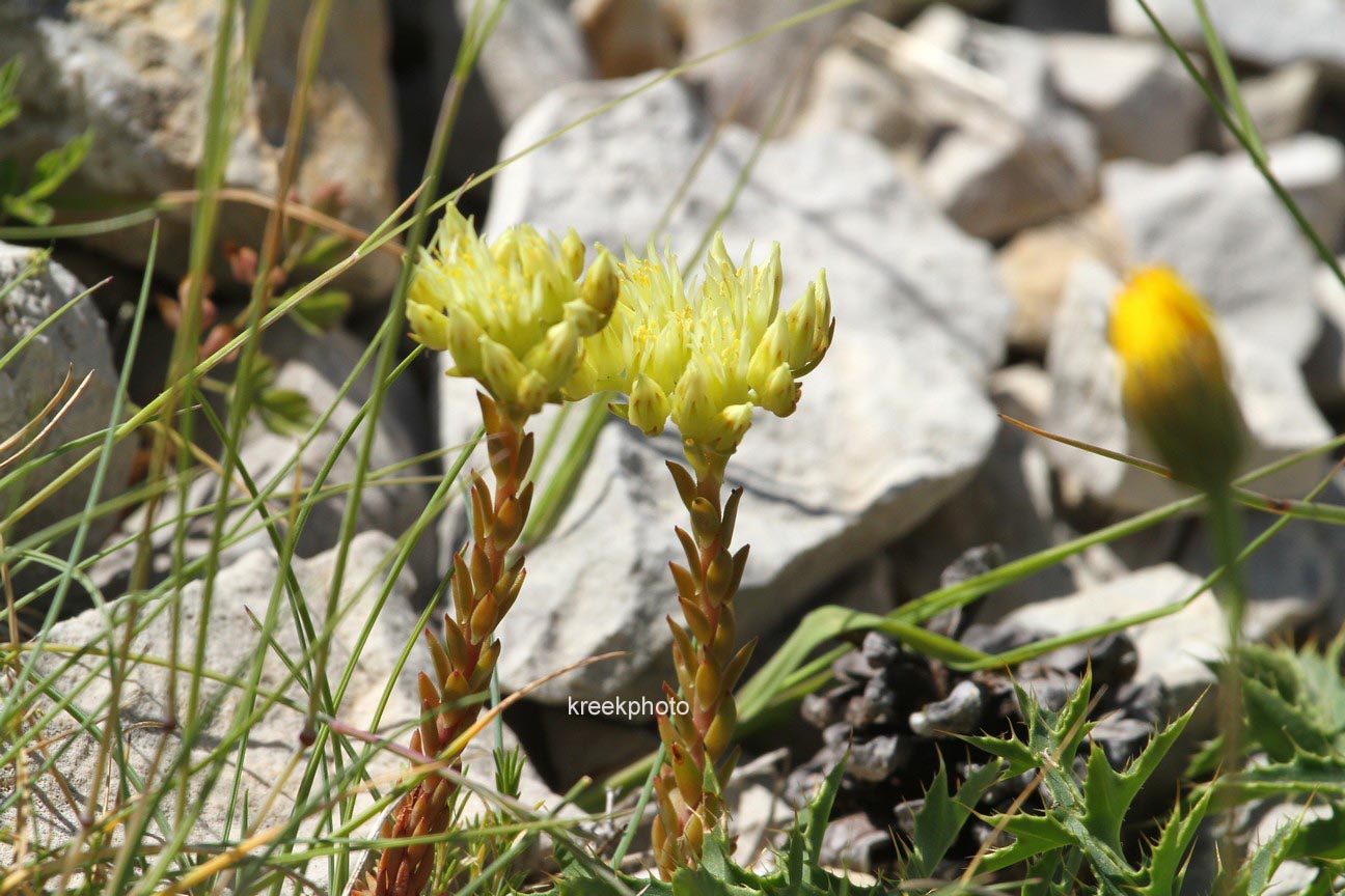 Sedum acre