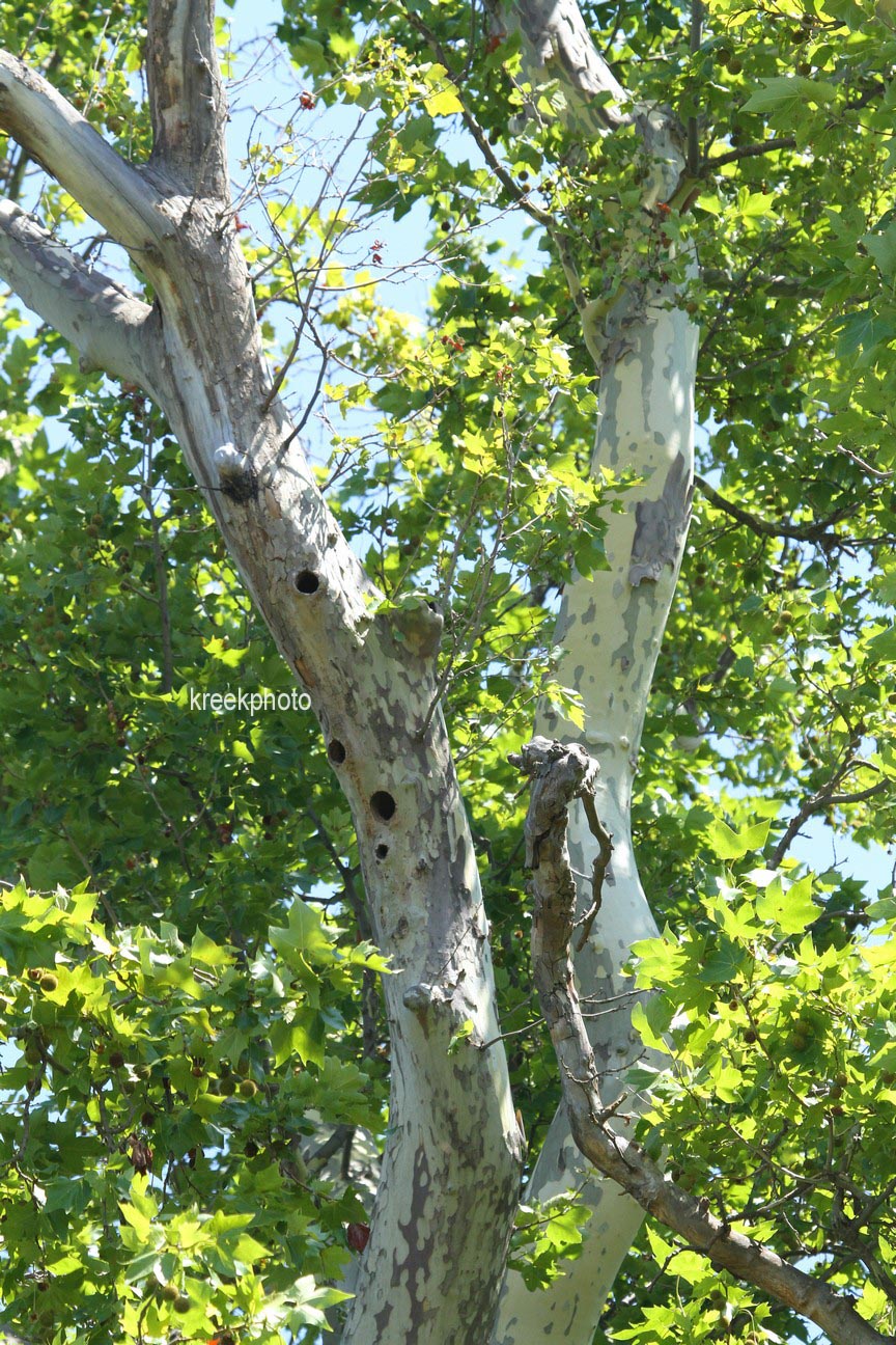 Platanus hispanica