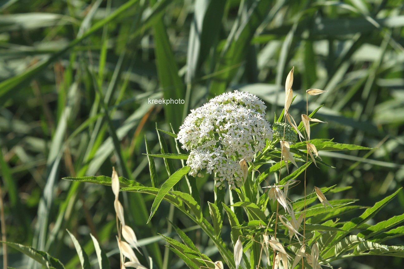 Sambucus ebulus