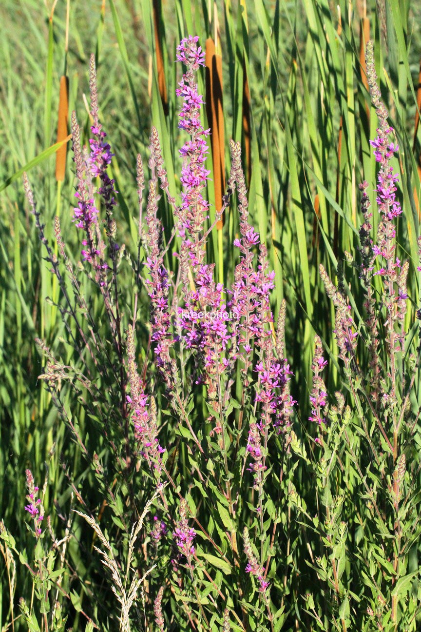 Lythrum salicaria