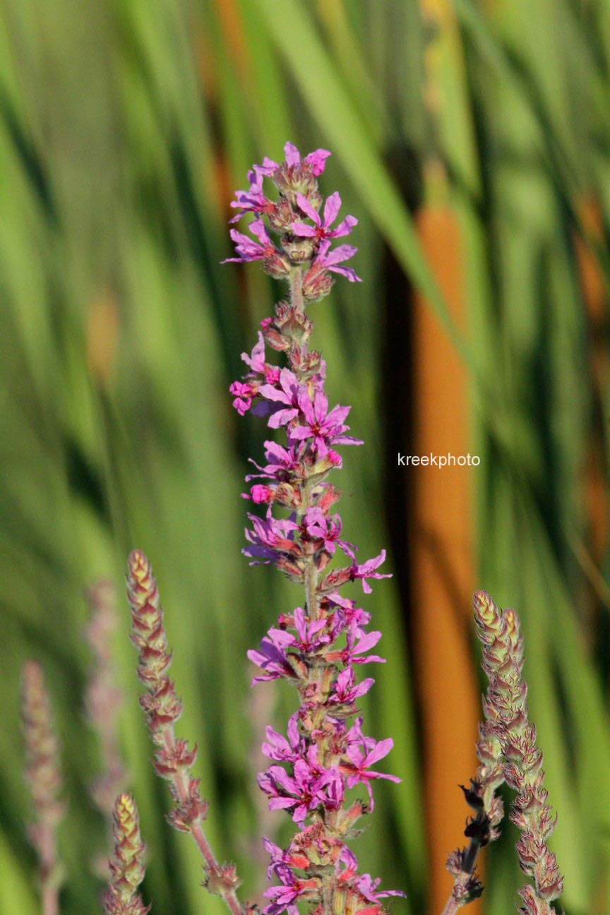 Lythrum salicaria