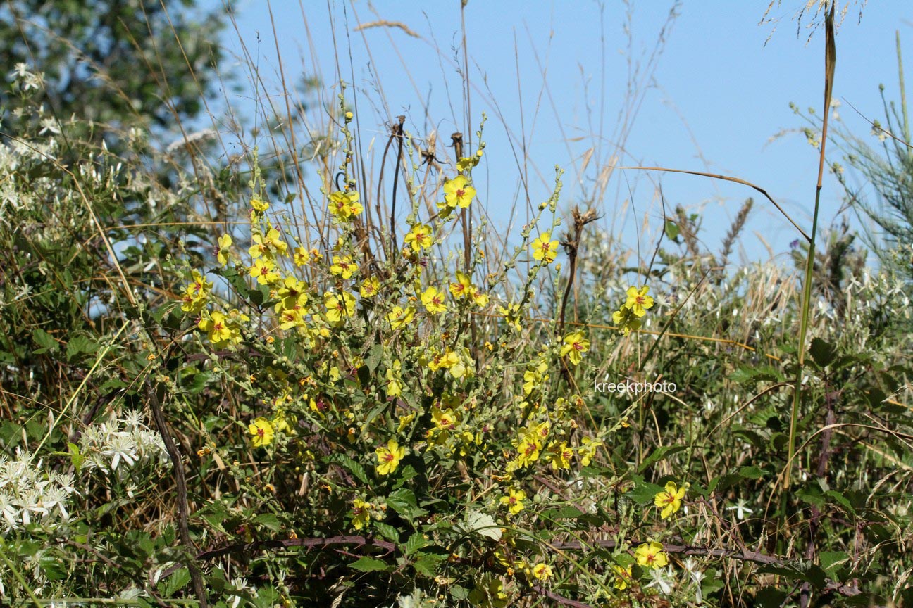 Verbascum nigrum