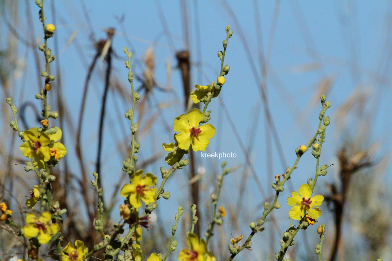 Verbascum nigrum