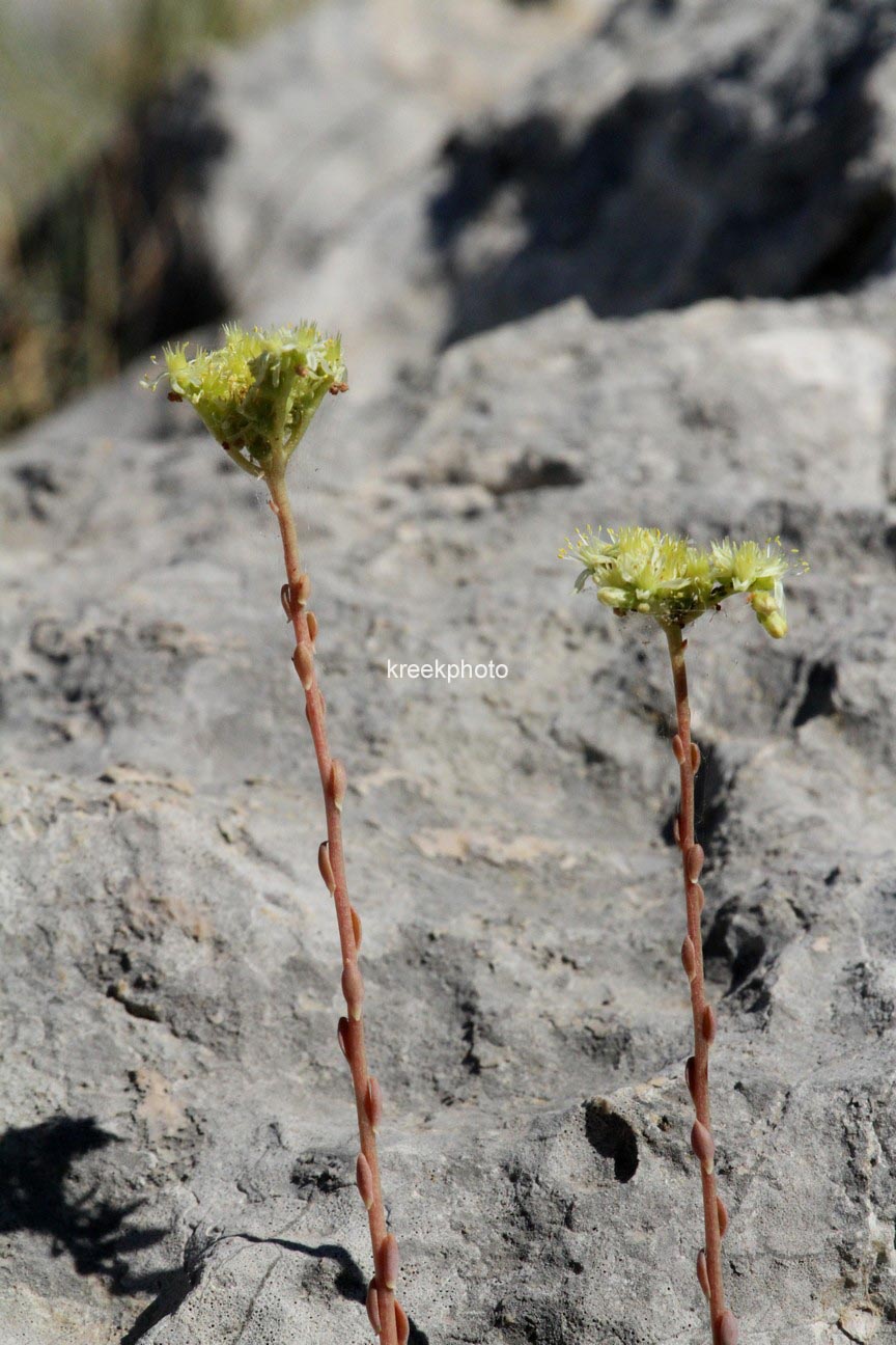 Sedum reflexum