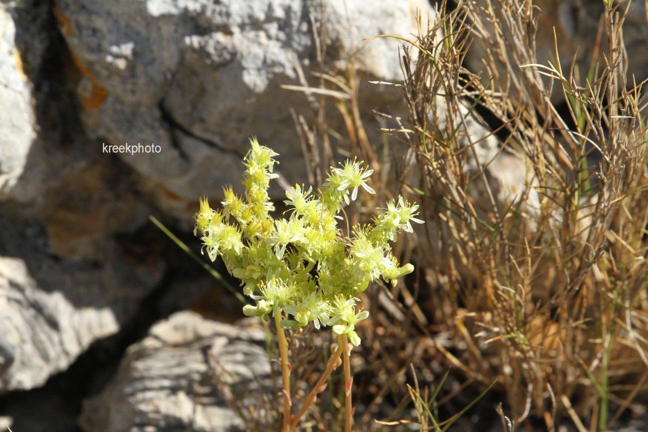 Sedum reflexum