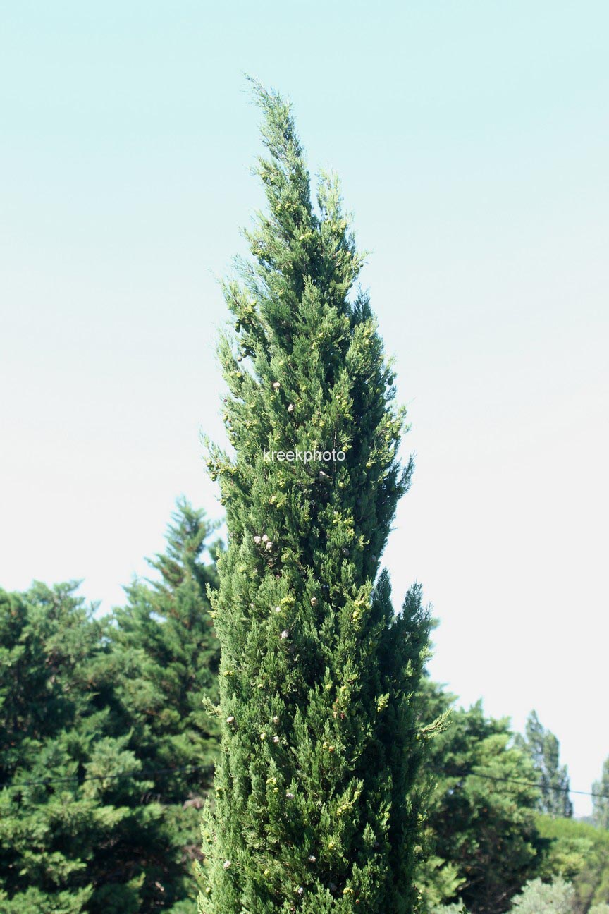 Cupressus sempervirens