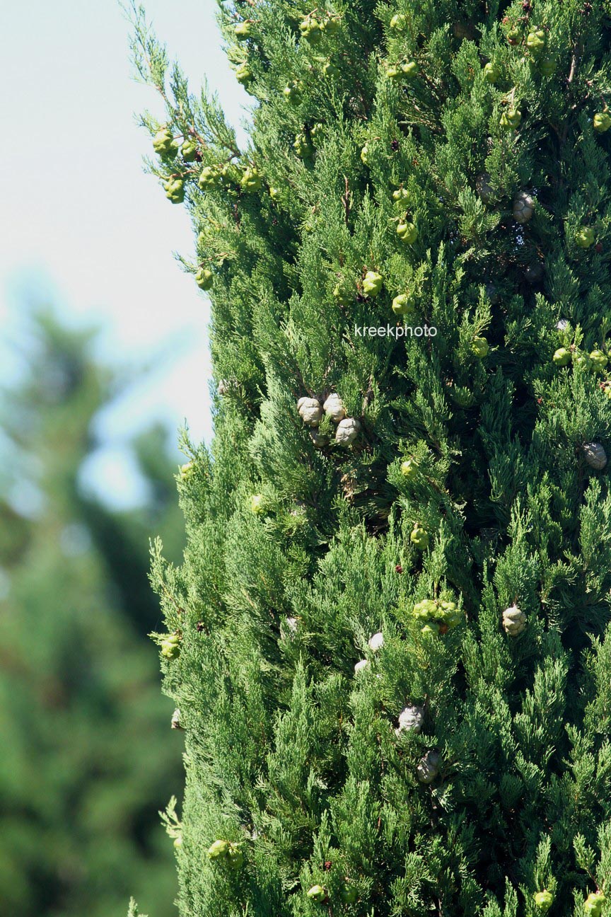 Cupressus sempervirens