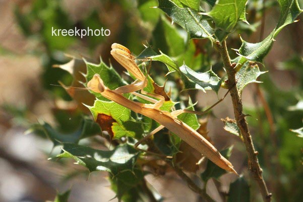 Quercus ilex